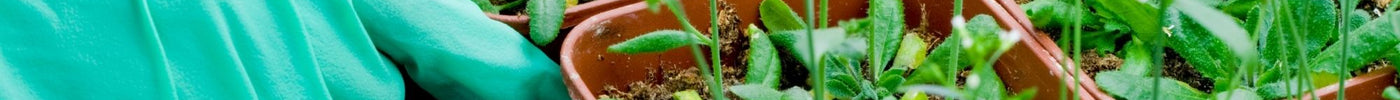 What Are Plant Growth Regulators - A Detailed Introduction to PGRs