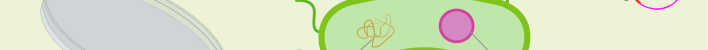 How to choose the right Agrobacterium vector for plant transformation