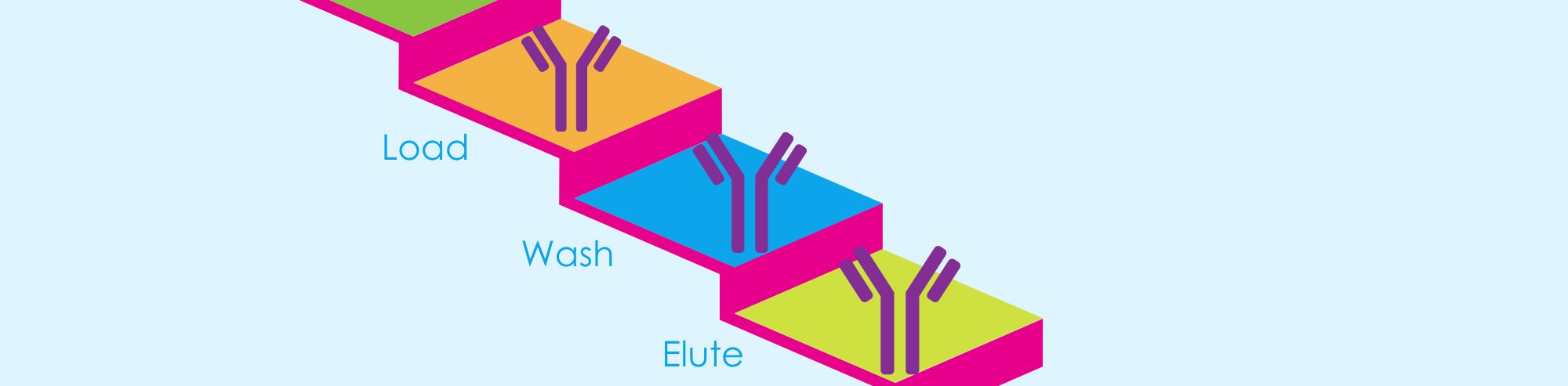 Easy Step-by-Step Antibody Purification Protocol with Protein A, Protein G, and Protein L Agarose Beads