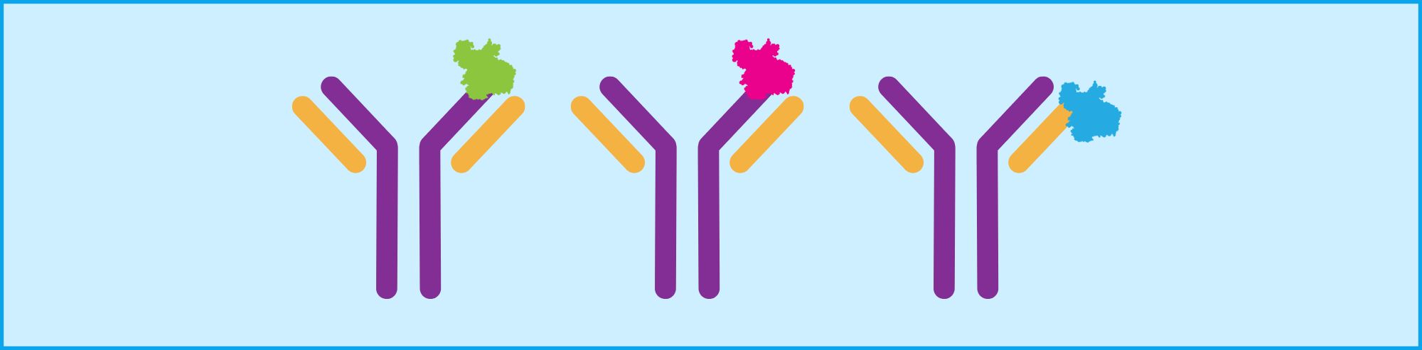 Choosing Between Proteins A, G, and L: Key Similarities and Differences