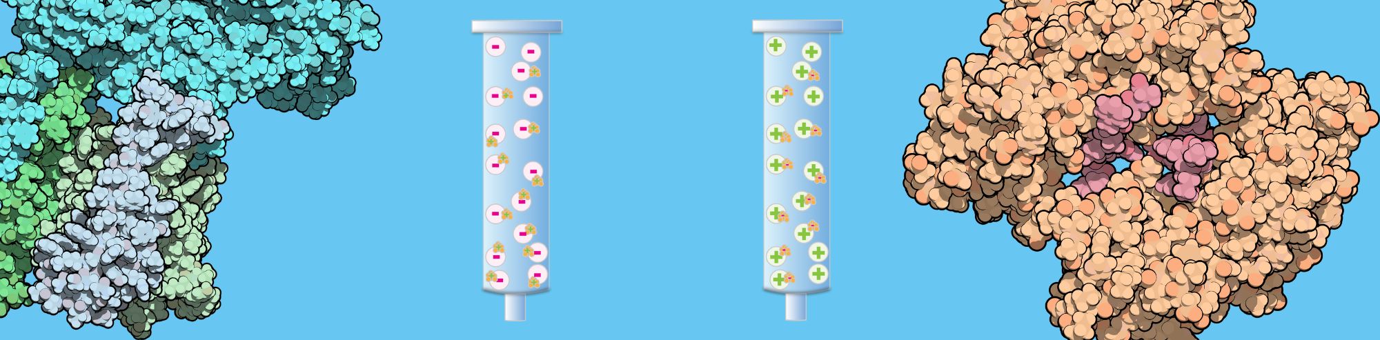 The 2 Common Types of Ion Exchange Chromatography: Anion vs. Cation