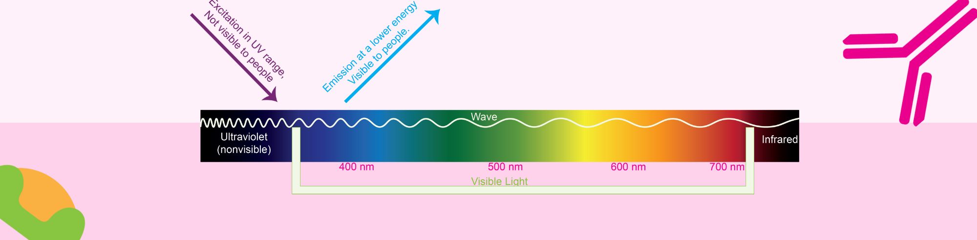 All About Fluorometric Detection Assays