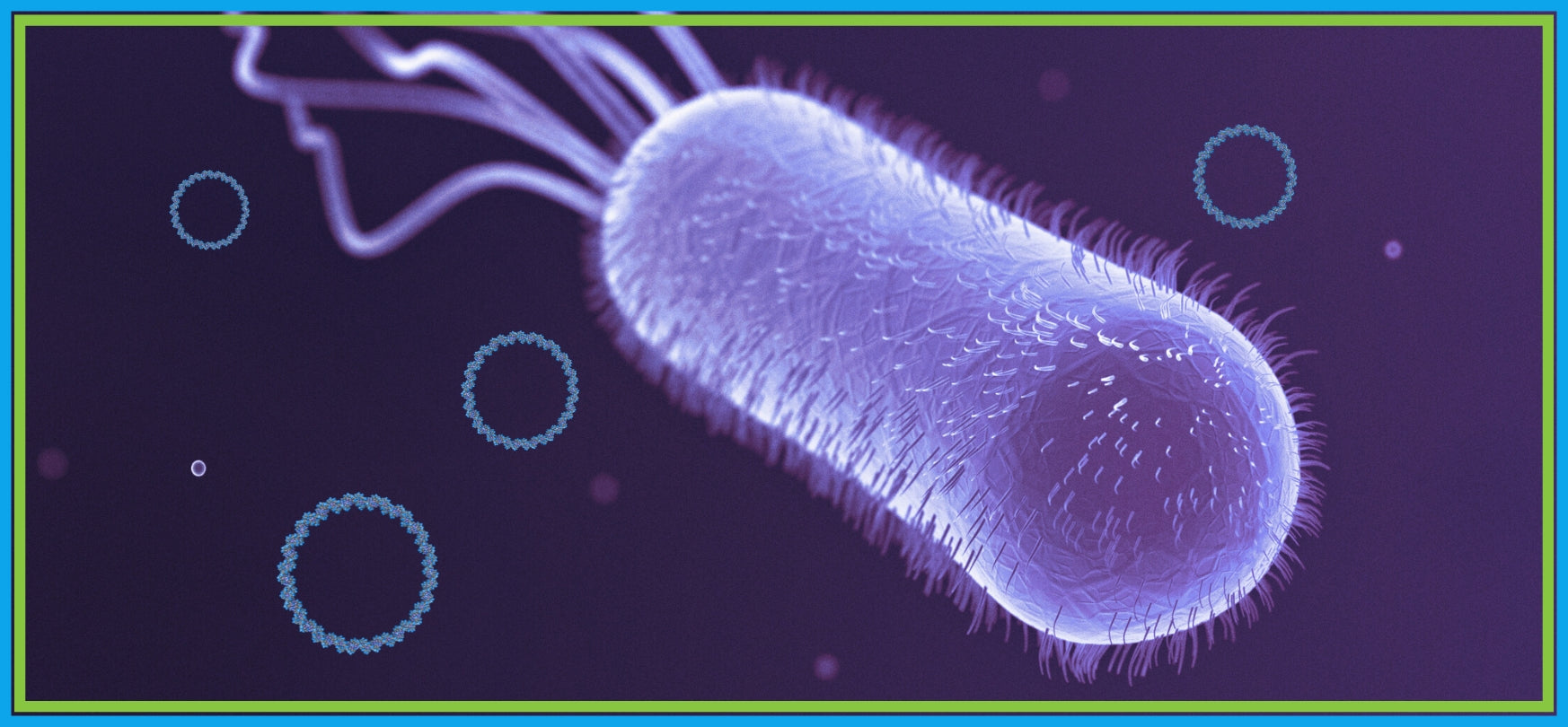 e. coli and plasmids - bacterial transformation thumbnail