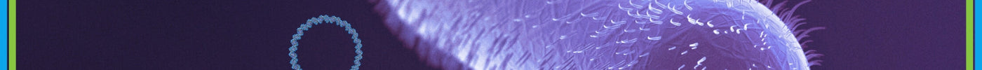e. coli and plasmids - bacterial transformation thumbnail