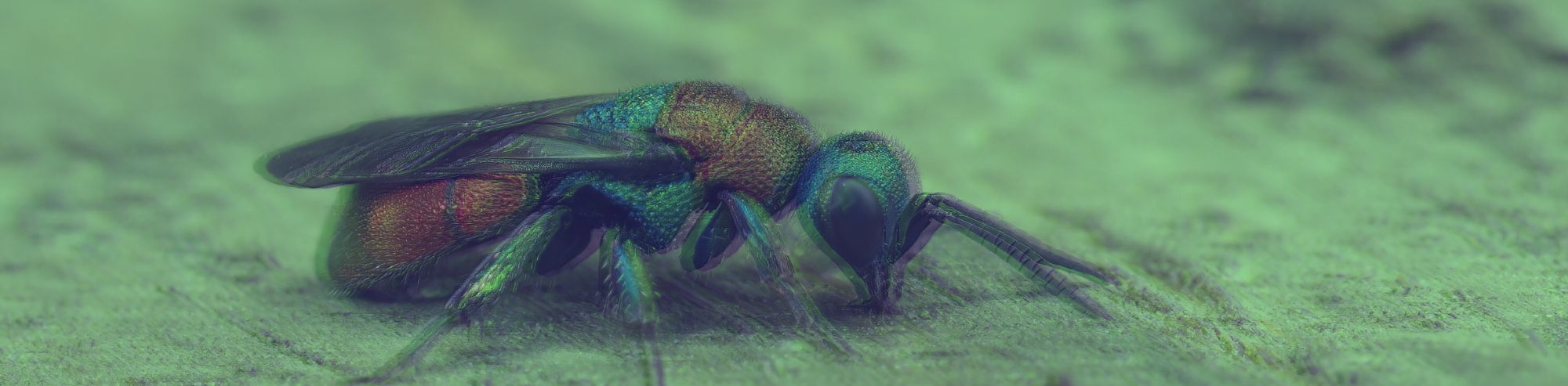 9 Examples of Real Zombies in the Animal World