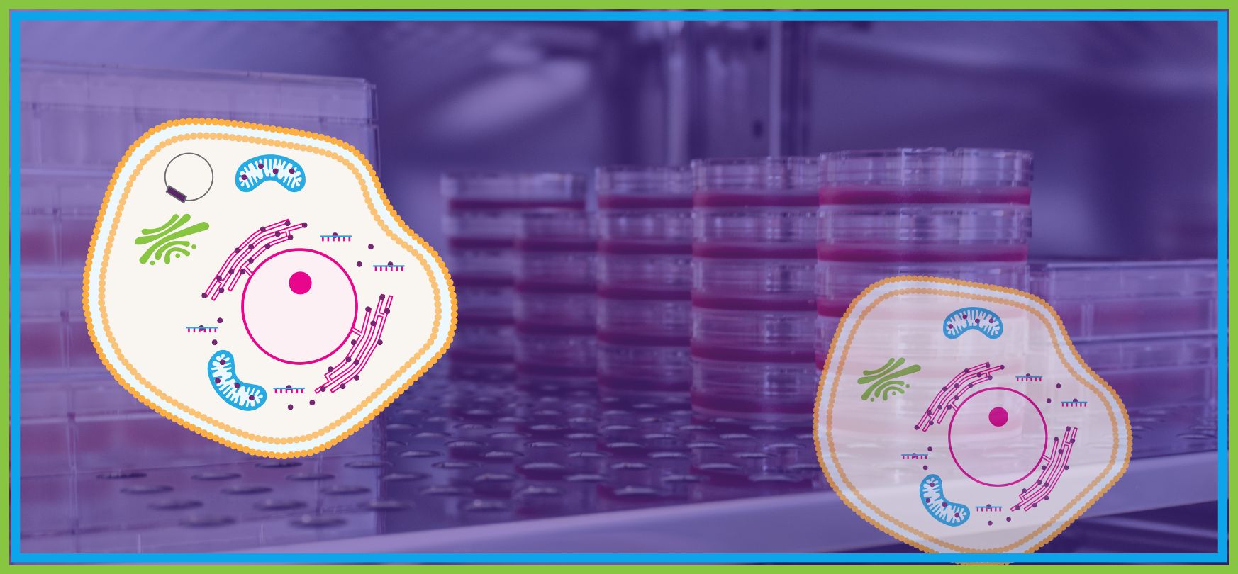 Choosing Between Cell Selection Agents: Puromycin, Blasticidin, Hygromycin, and G418