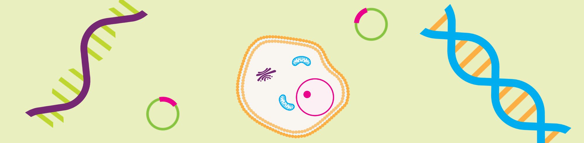 The 4 Types of Nucleic Acids Transfected Into Eukaryotic Cells