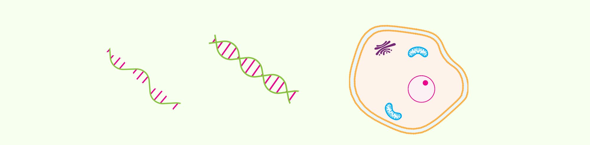 3 Transfection Methods - A Basic Overview