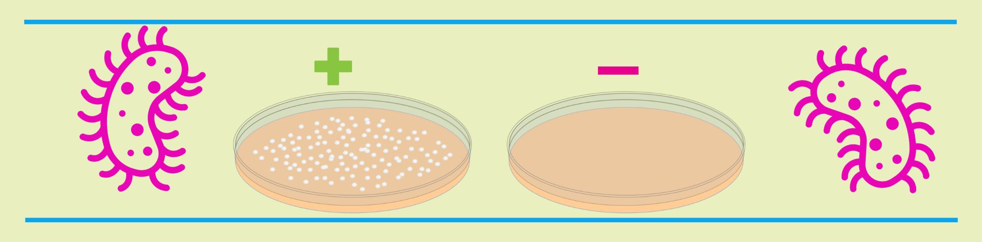 Understanding Auxotrophic Mutants: Yeast and Bacterial Cloning Tools