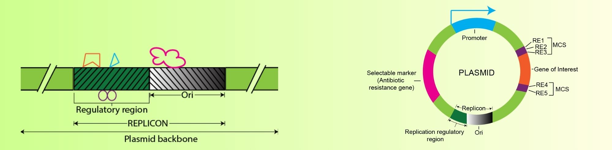 Cloning Vectors: Essential Features