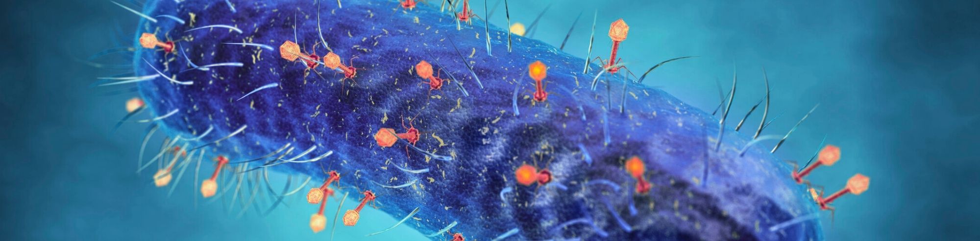 Transduction: P1vir Phage Overview - the mechanisms, characteristics and role in transduction