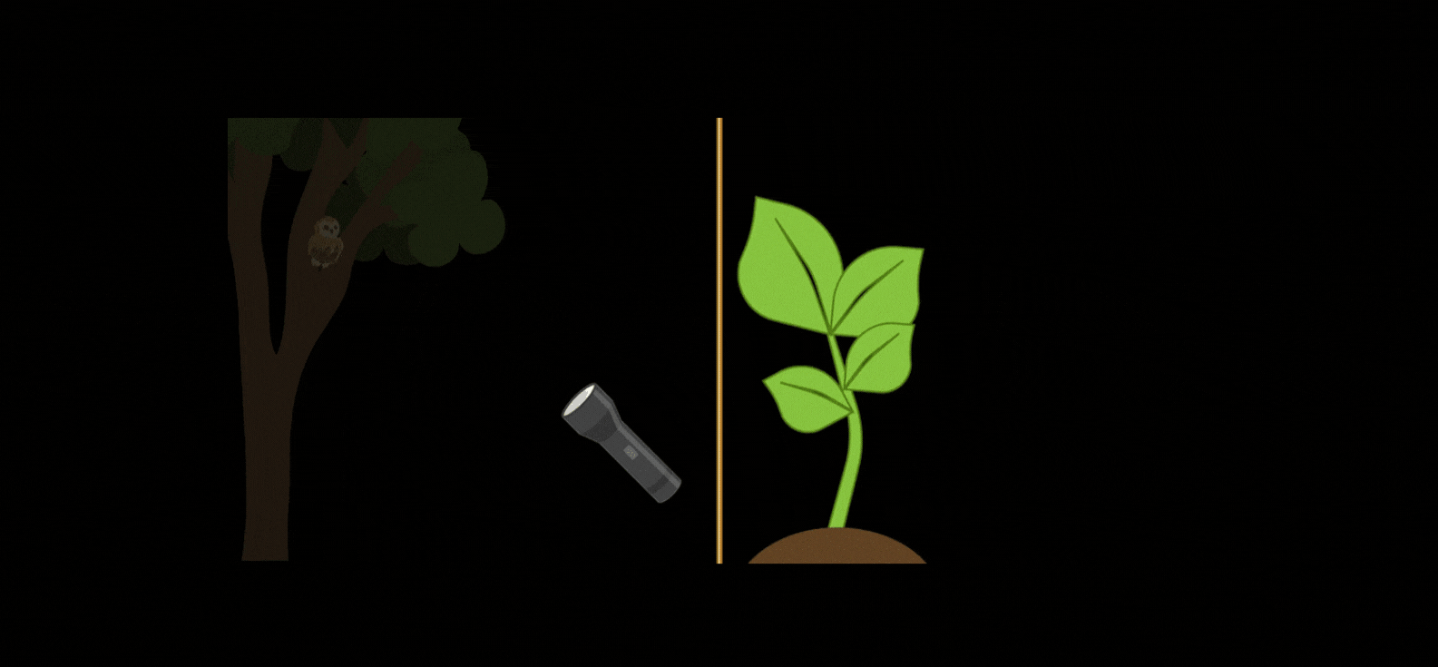 Everything about luciferin - banner gif