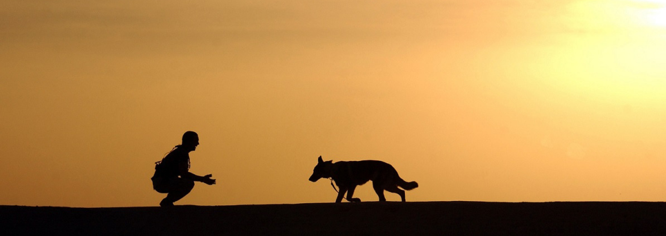 Irresistible Puppy Eyes and Their Science