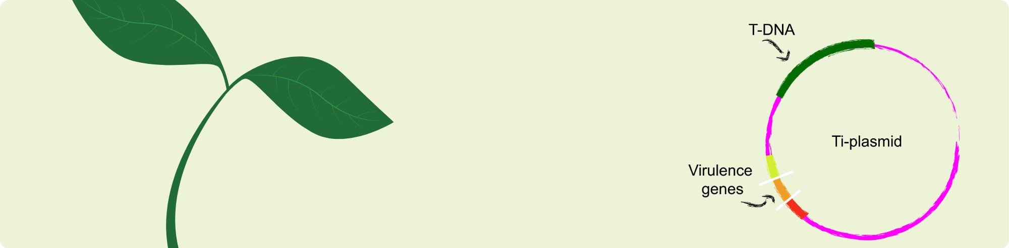 An Overview of Stable and Transient Transformation
