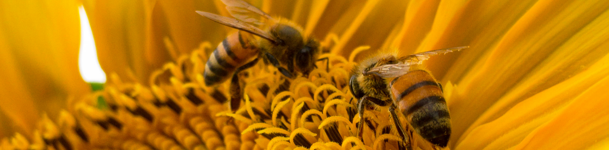 The Scents of Honey Bees