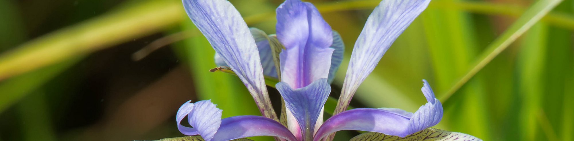 What’s in your Yard? Planting More Native Plants to Boost Biodiversity