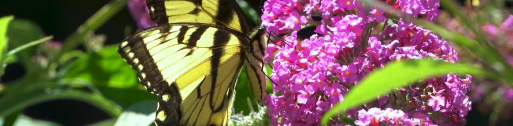 The Complicated Artistry of Butterfly Wing Patterns and Colors