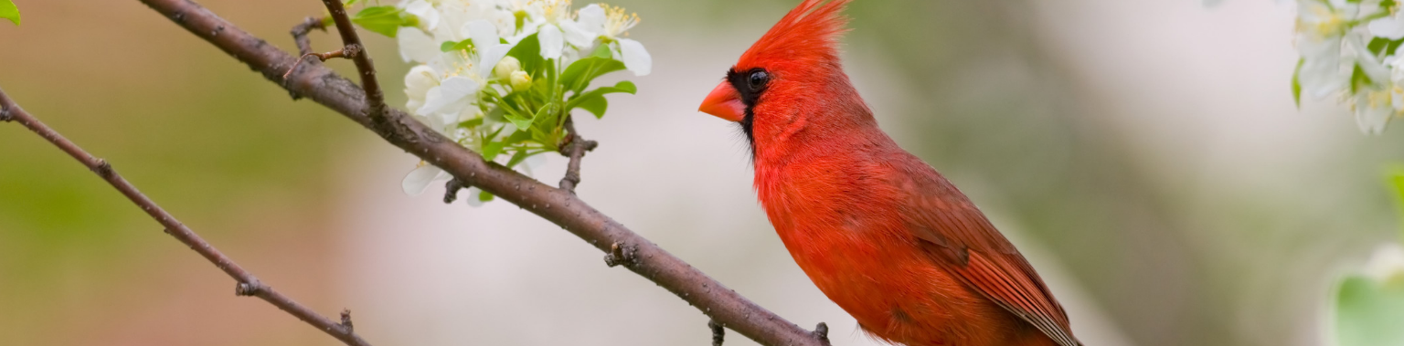 How the Northern Cardinal Gets So Red