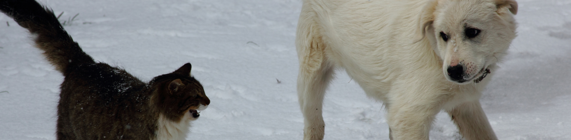 Can You Reduce Pet Fights With Pheromone Plug-Ins?