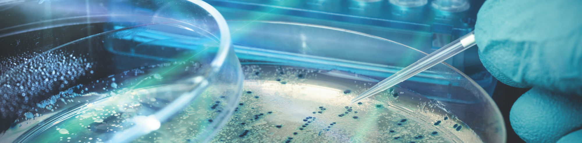 Introducción a Células Competentes