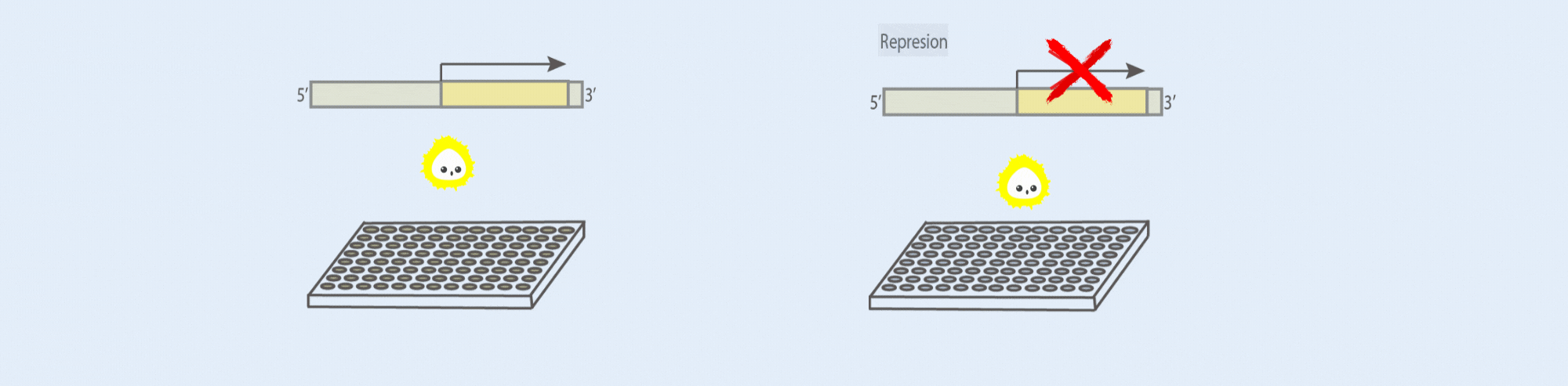 Inmersión profunda en el ensayo de luciferasa: qué es, cómo funciona y más