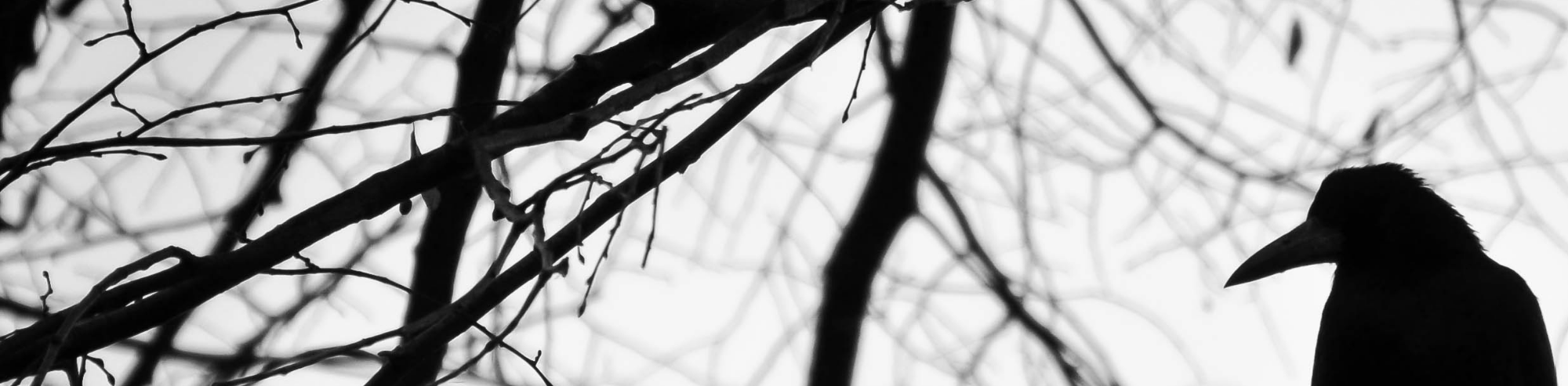 What Crows Truly Know