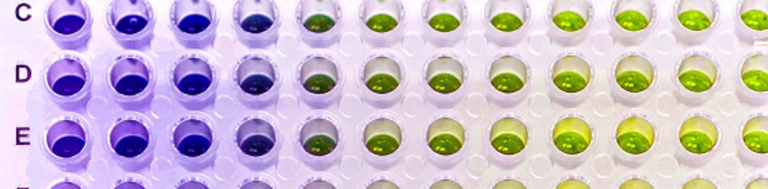 Types of ELISA: Processes and Considerations