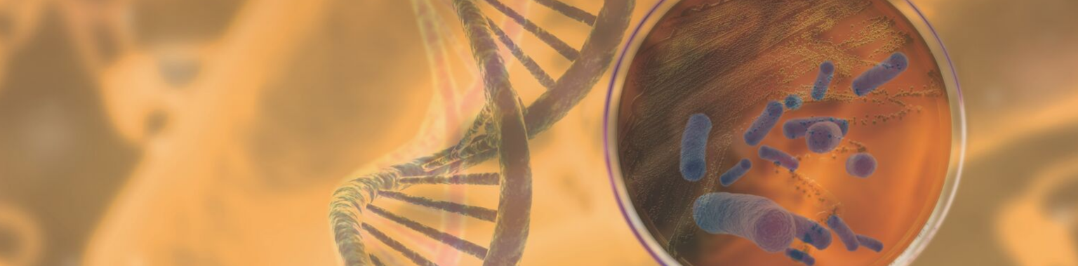 Evolution from a Holobiont’s Perspective