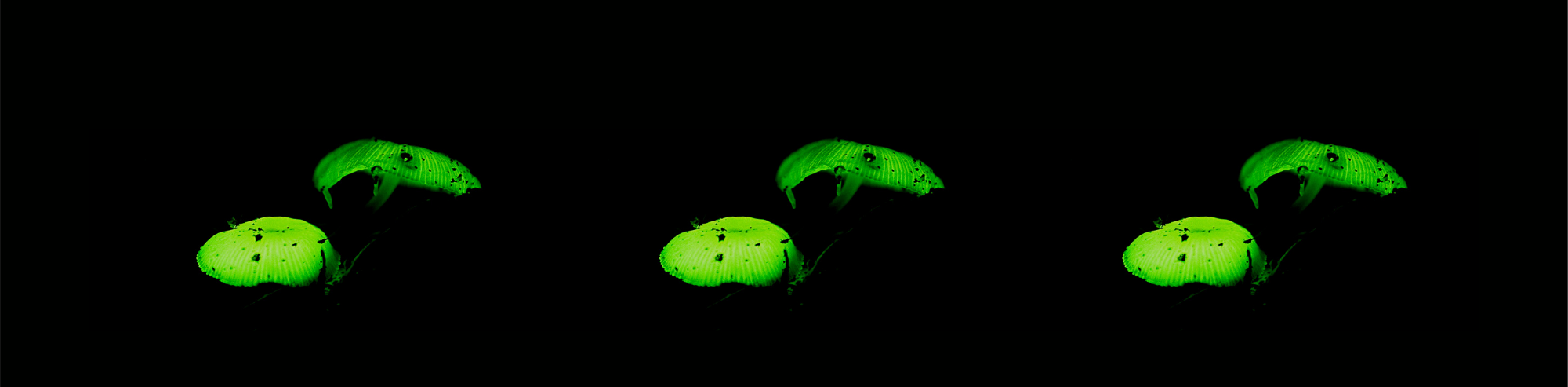 Uncovering the Mystery Behind Glow-in-Dark Fungi