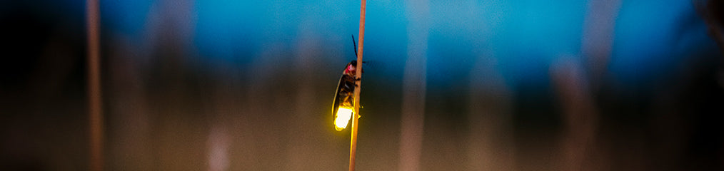 Firefly glow