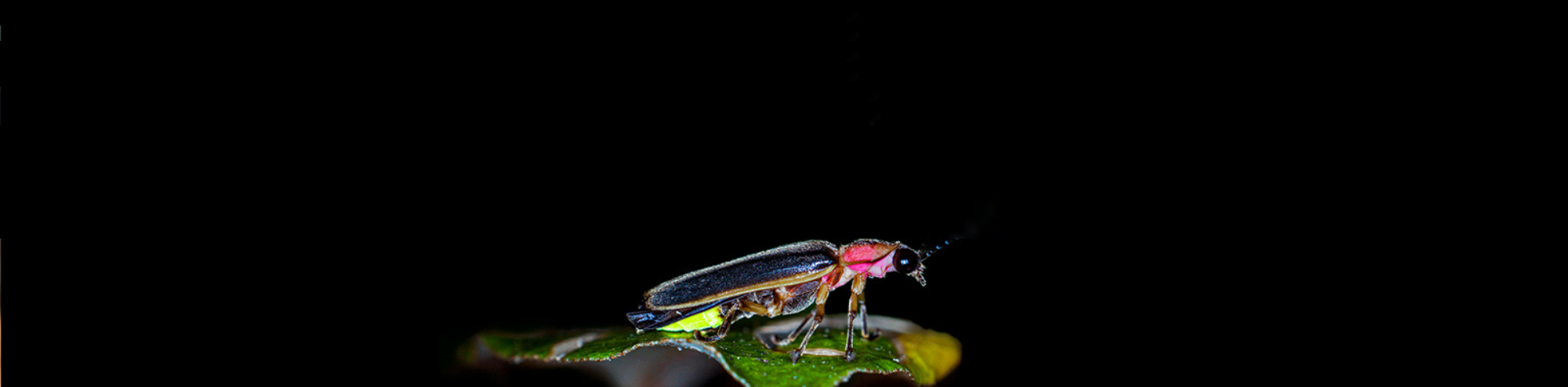 Using Firefly's Light to Find a New Cure