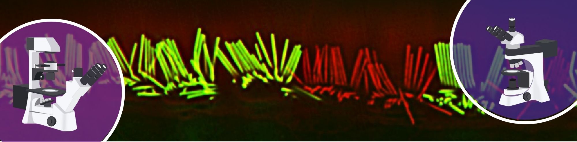 Basic and Advanced Fluorescence Microscopy Techniques