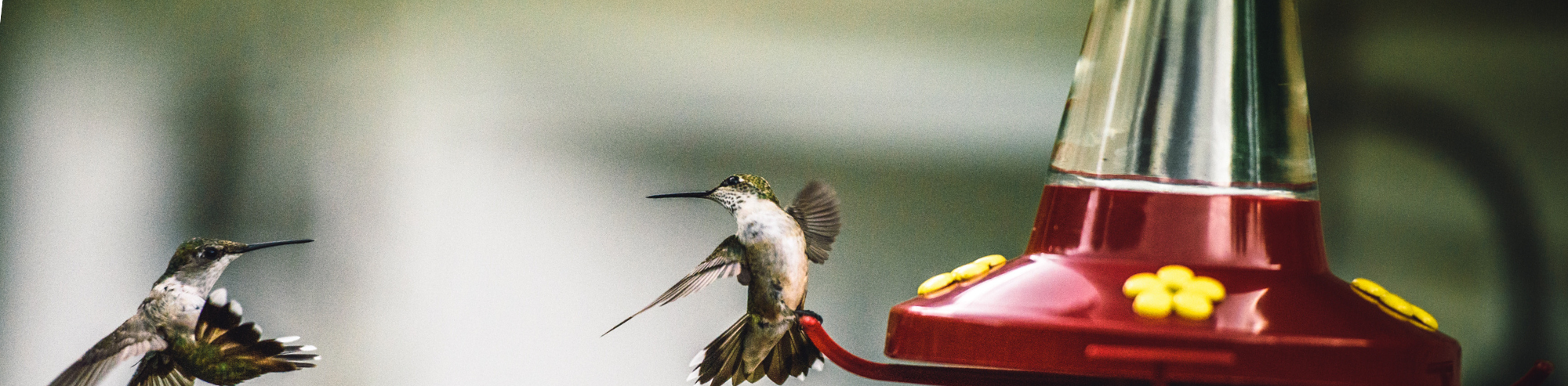 Fun Facts of Hummingbirds