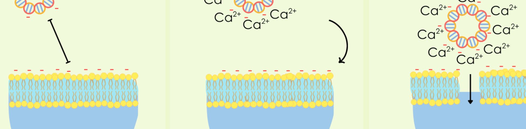 Tips for Choosing Between Heat Shock or Electroporation