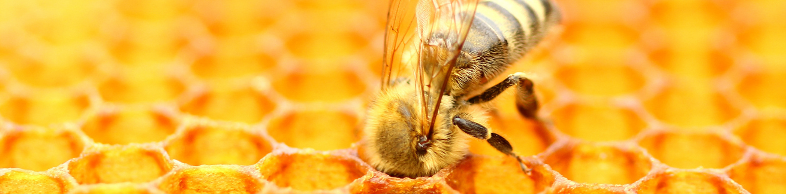 Behind Honey's Healing Power