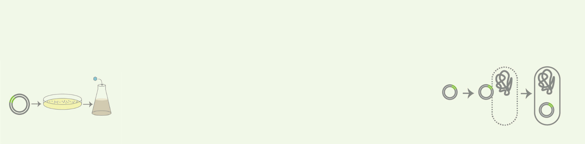 Cómo Escoger Células Competentes