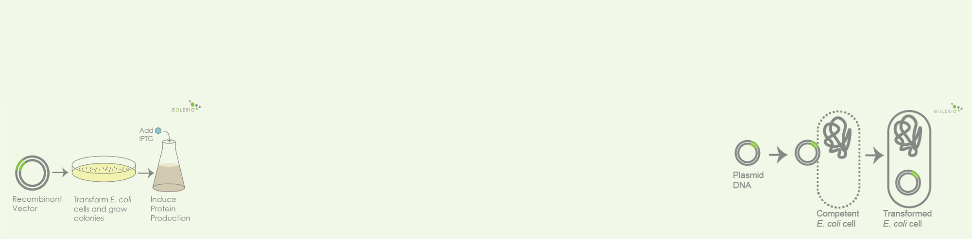 How to Choose Competent Cells