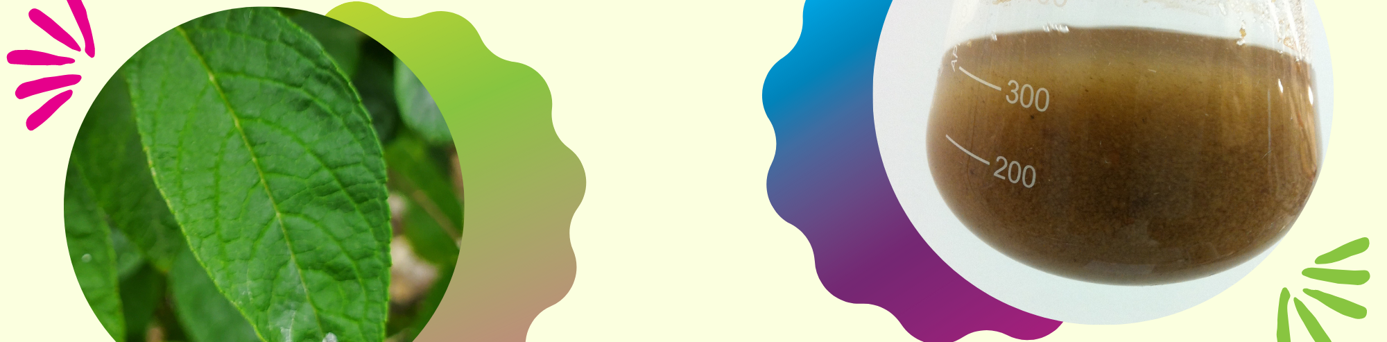 3 Important Tips and Considerations to Improve Plant Cell Suspension Cultures