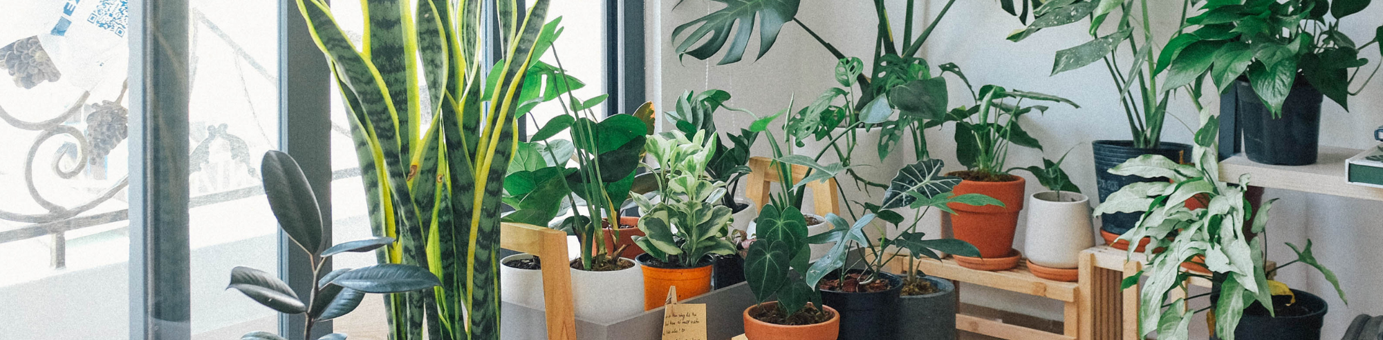 Indoor plants: Characteristics to Look for & Types to Choose