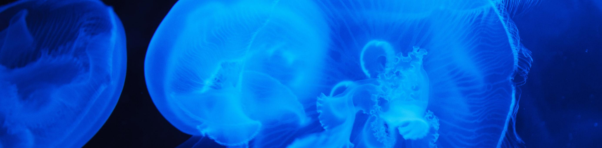 Colorful Life under the Sea from Bioluminescence to Ultra Black