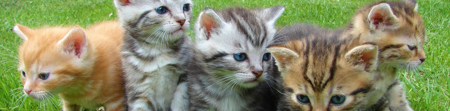 Cat Allergy Vaccine, Will It Be As Good As They Say?