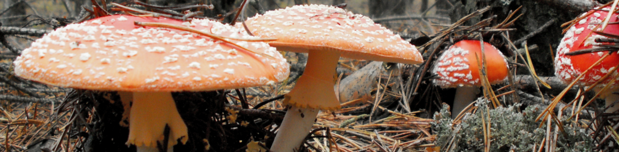 The Hidden Wood Wide Web of the Forests