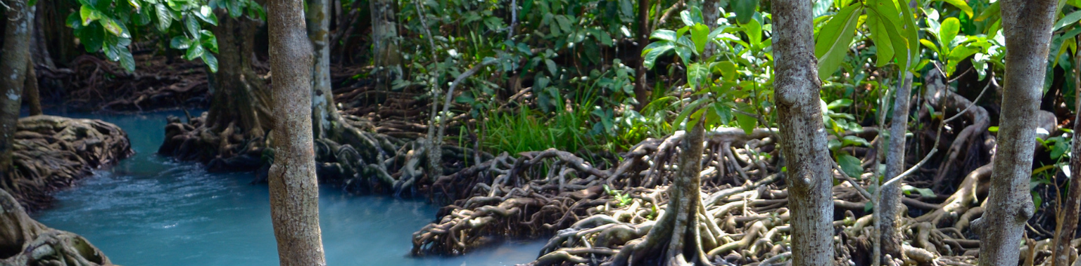 Mangroves - The Buffering Superheroes of the Ocean