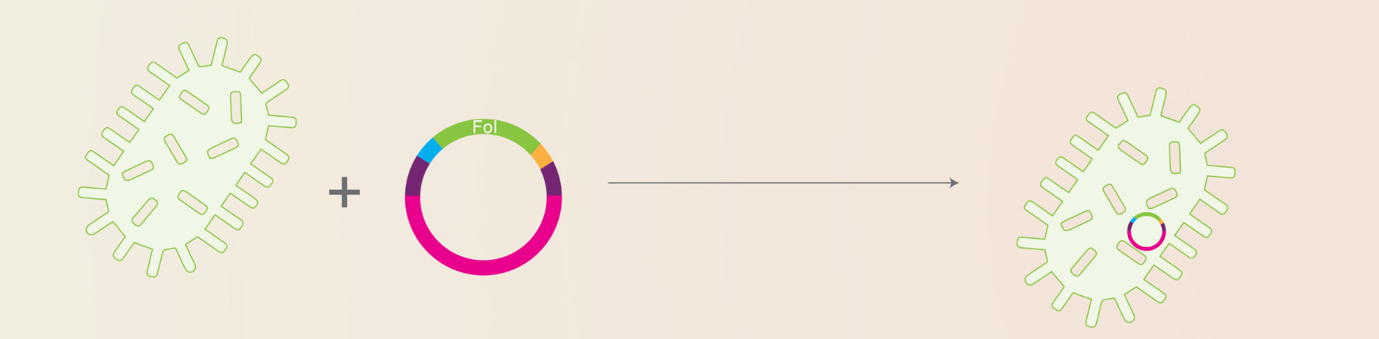 Molecular Cloning: A Detailed Introduction