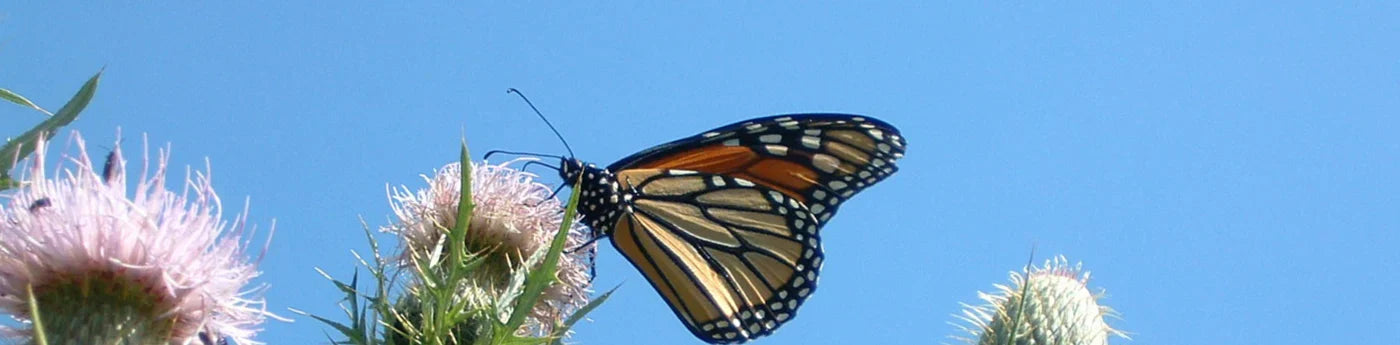 The Extraordinary Monarch Butterflies