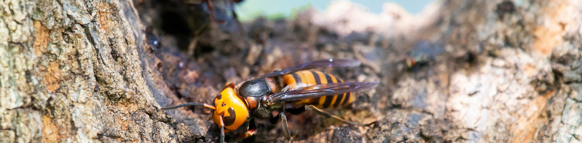murder hornets banner