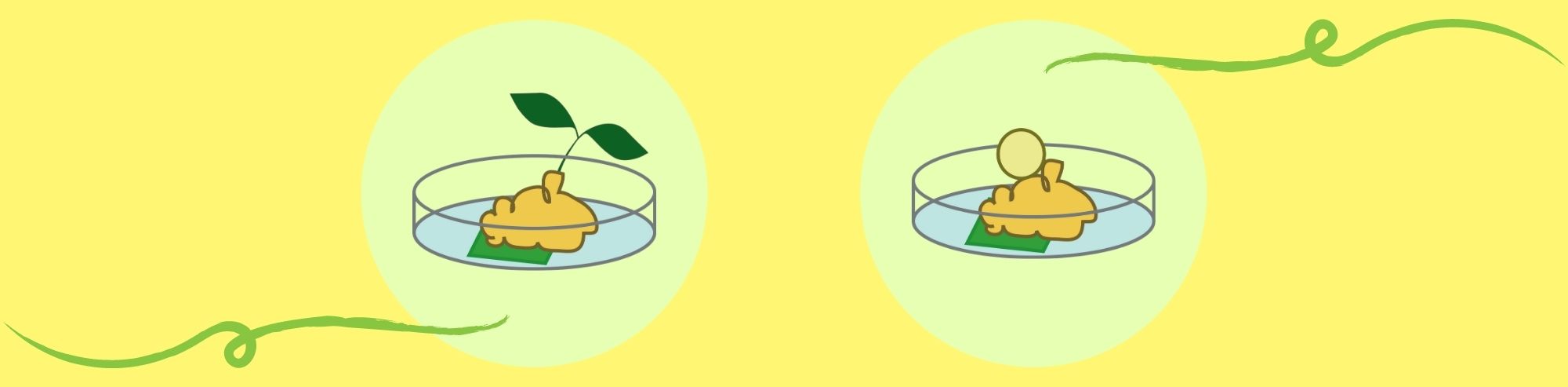 In Vitro Plant Regeneration Overview: Understanding Organogenesis vs. Somatic Embryogenesis