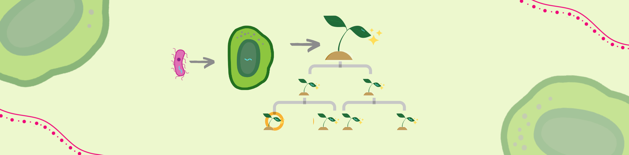 What is Plant Genetic Transformation?