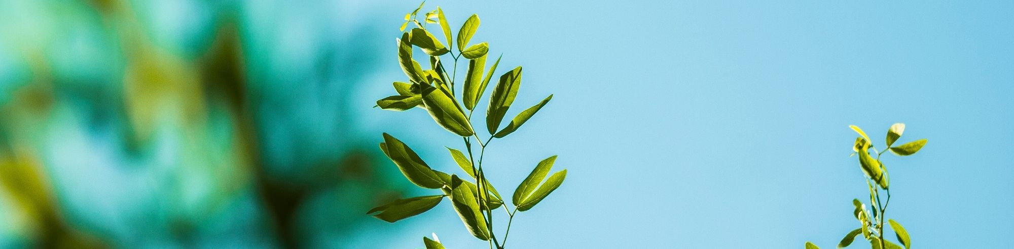 How Plants Deal With Stress: The Science Behind Plant Stress Signaling