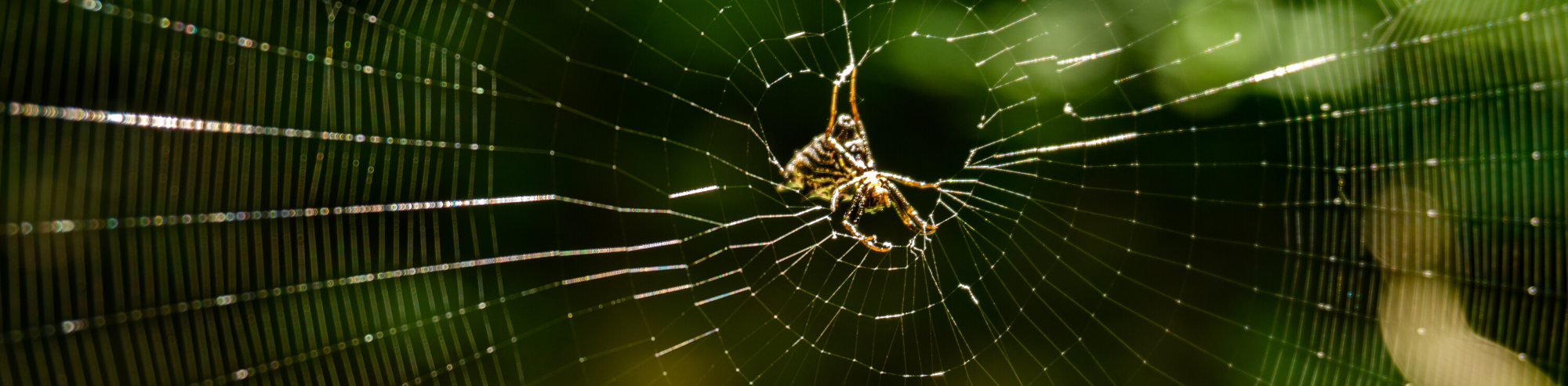 Synthetic Spider Silk Production: Finding the Eco-Friendly Biofactory